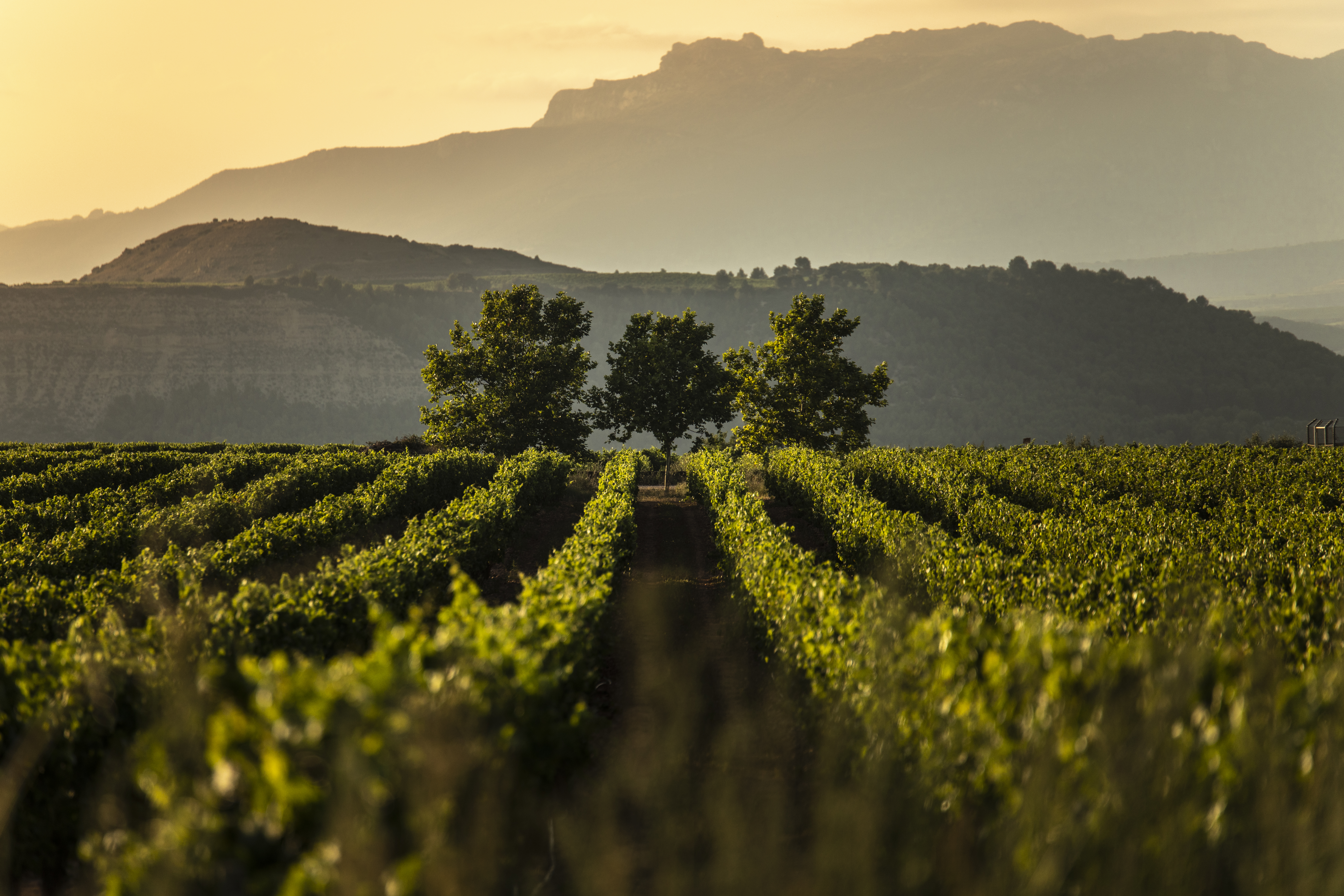 Monitor de Enoturismo DOCa Rioja 2025: Rioja crece en valor y consolida su liderazgo