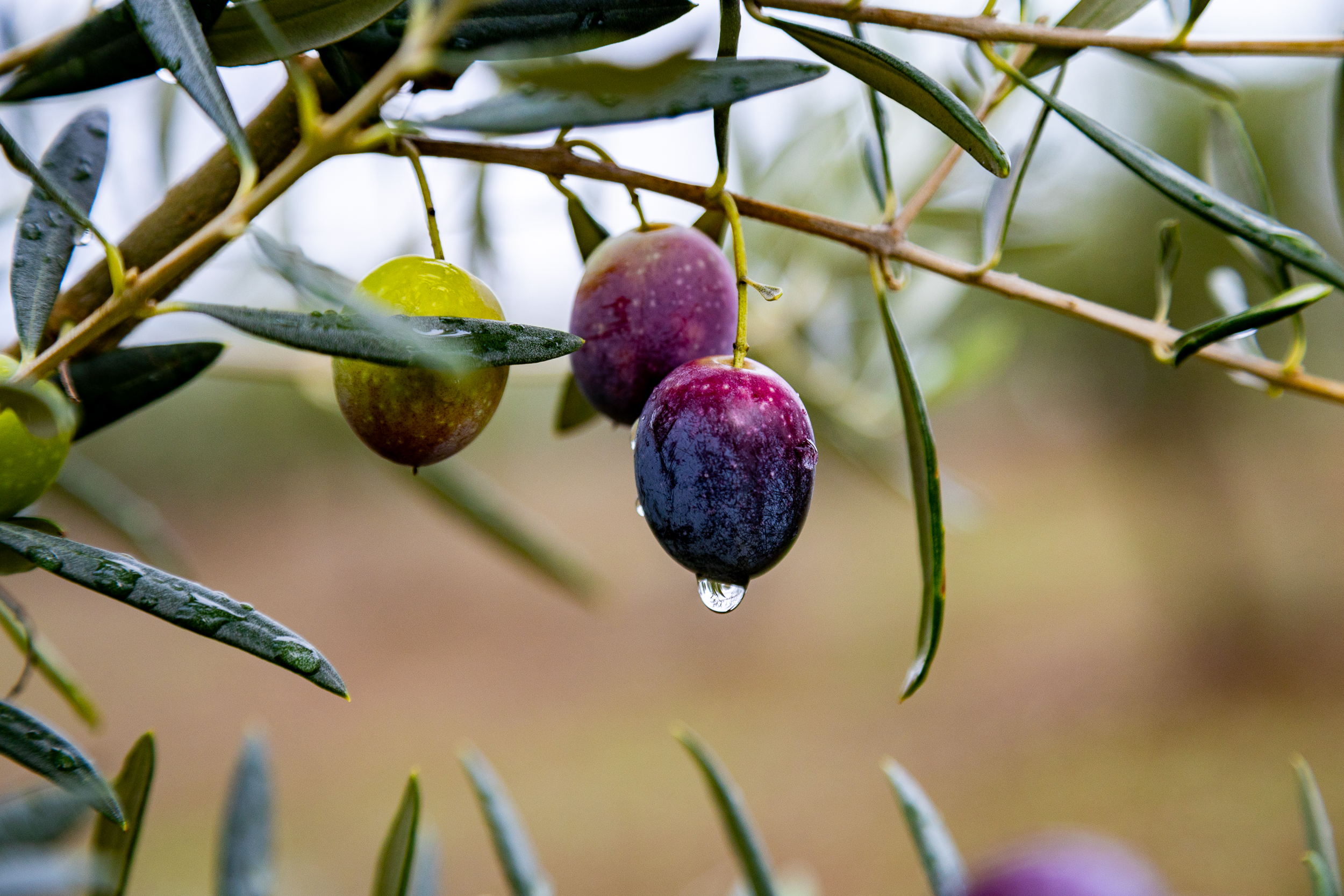059_aceituna Manzanilla Cacereña_M