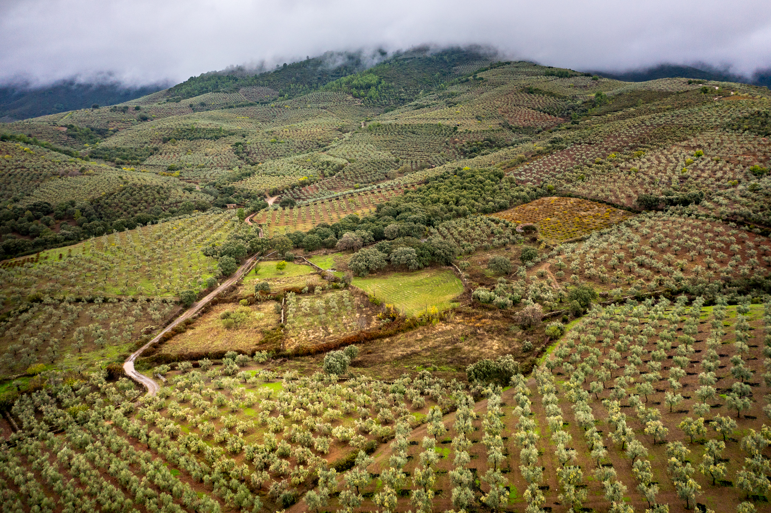 063_Paisaje de olivares_M